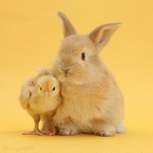 เจ้าหญิงผู้โง่เขลา