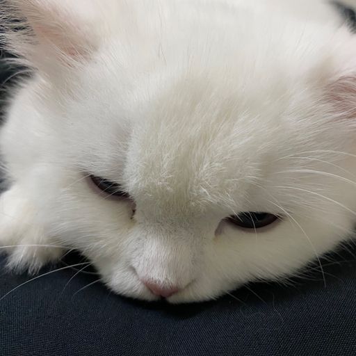 สมาชิกหมายเลข 4084310