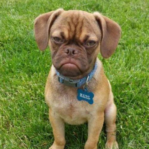 สมาชิกหมายเลข 4531634