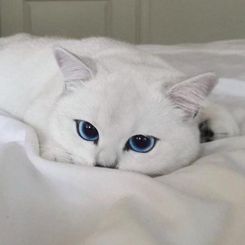 สมาชิกหมายเลข 4926825