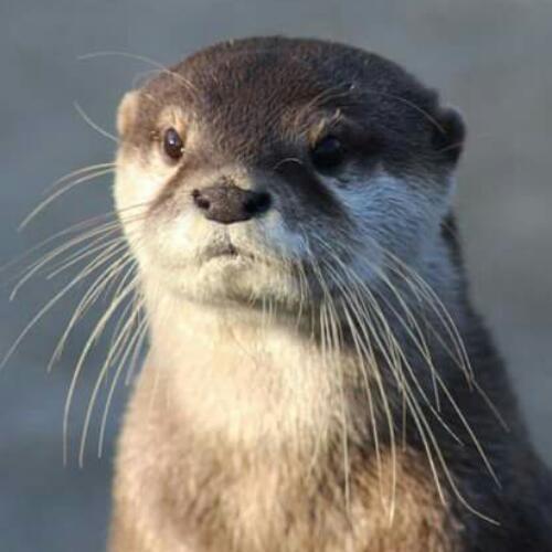 สมาชิกหมายเลข 4928373