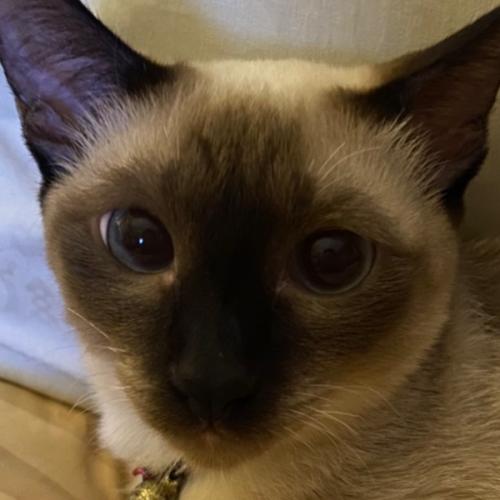 สมาชิกหมายเลข 4736468