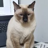 เรียกผมว่าพี่แมว