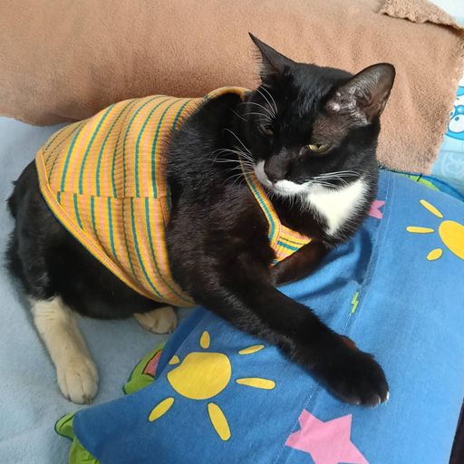 สมาชิกหมายเลข 9141391