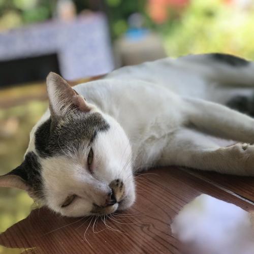 สมาชิกหมายเลข 910340