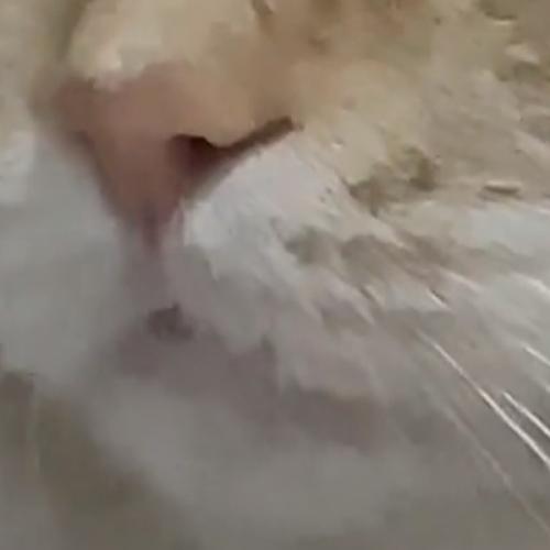 สมาชิกหมายเลข 7085828