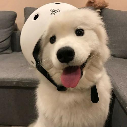 สมาชิกหมายเลข 8808171