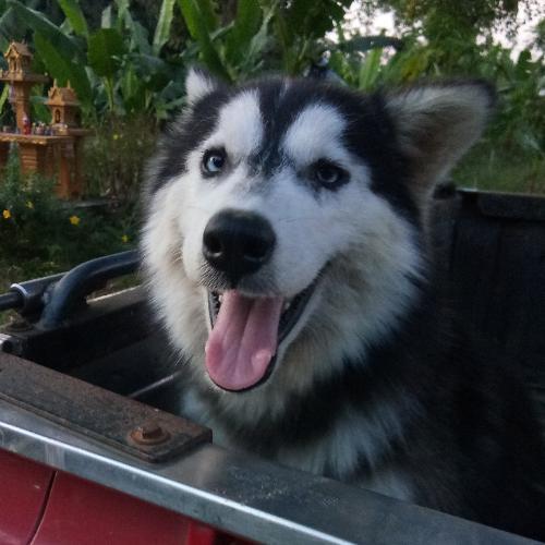 สมาชิกหมายเลข 4509299