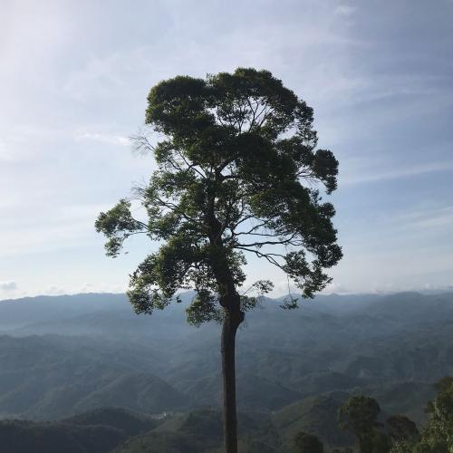 สมาชิกหมายเลข 4687130