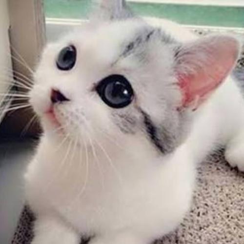 สมาชิกหมายเลข 4929222