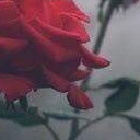 สมาชิกหมายเลข 4567979