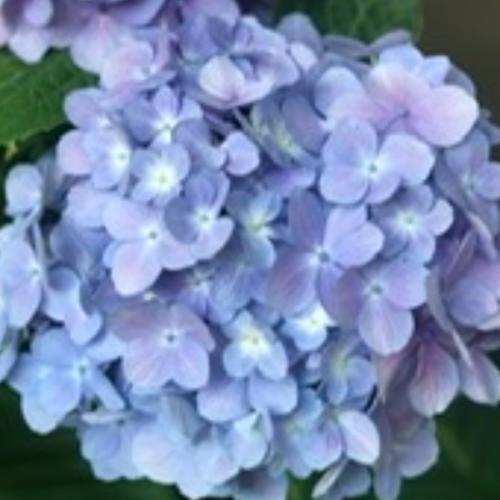 สมาชิกหมายเลข 5796113