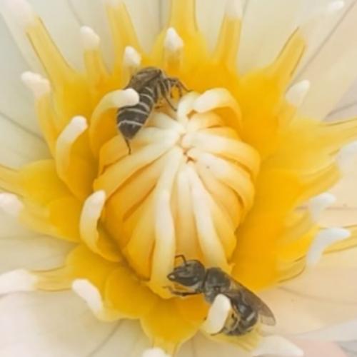 สมาชิกหมายเลข 1074398