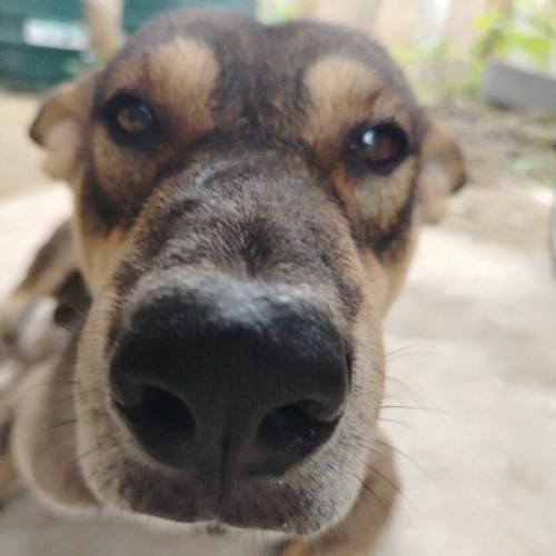 มอมเมี่ยม