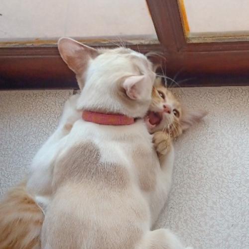 สมาชิกหมายเลข 763037