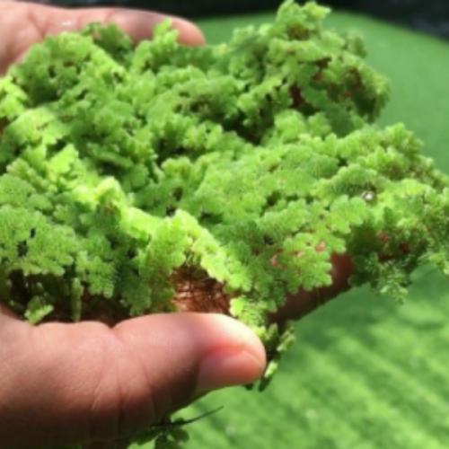 สมาชิกหมายเลข 8557260