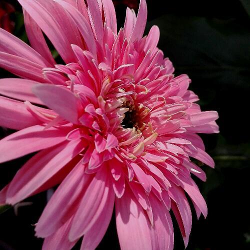 สมาชิกหมายเลข 4922108