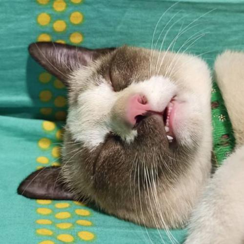 คาเมล  อูฐของลูกหมู