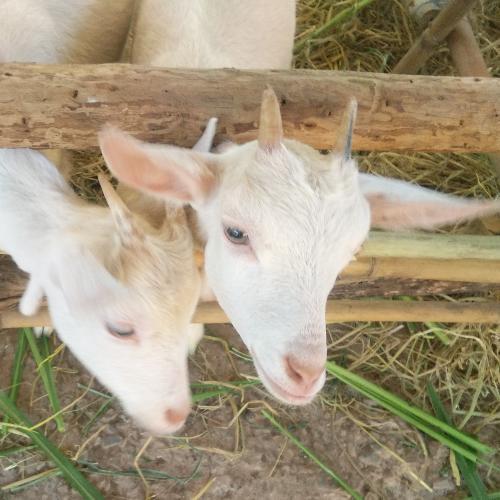 สมาชิกหมายเลข 6818488