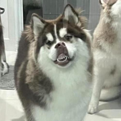 สมาชิกหมายเลข 6826187