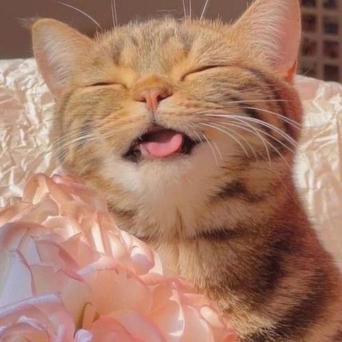 สมาชิกหมายเลข 3645811