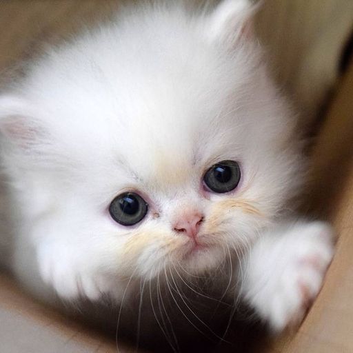 สมาชิกหมายเลข 9254445