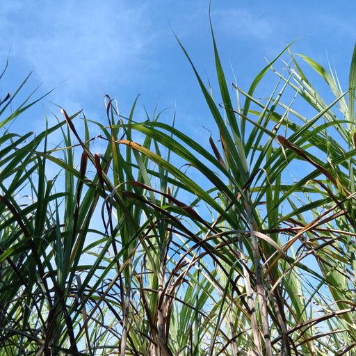 สมาชิกหมายเลข 9256015