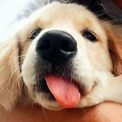 สมาชิกหมายเลข 5329023