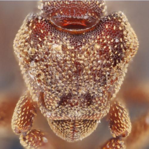 Ant TH