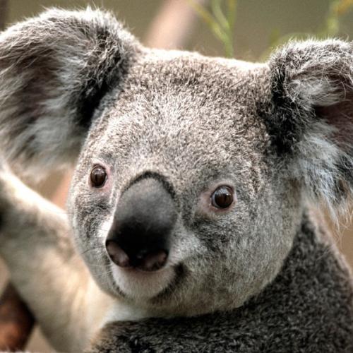 สมาชิกหมายเลข 5797628