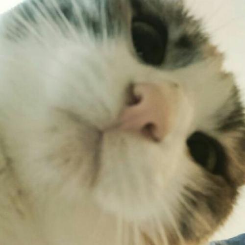 สมาชิกหมายเลข 4171218