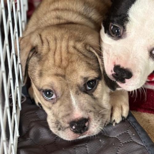 สมาชิกหมายเลข 6381670