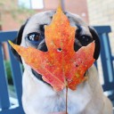 สมาชิกหมายเลข 3695119