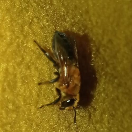 สมาชิกหมายเลข 6400253