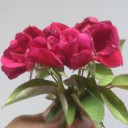 สมาชิกหมายเลข 4174590