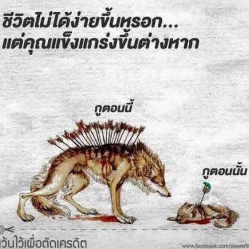 สมาชิกหมายเลข 1327782