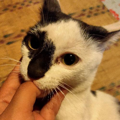 สมาชิกหมายเลข 4871361