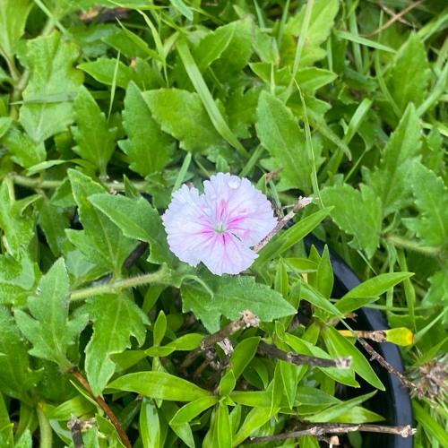 สมาชิกหมายเลข 4710451