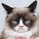 อย่ามาหือ ในมือมีแมว