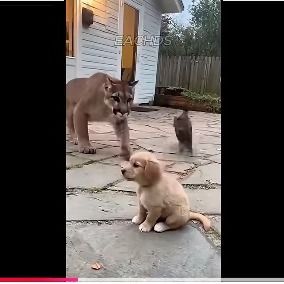 สมาชิกหมายเลข 1997699