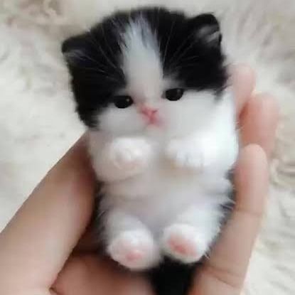 สมาชิกหมายเลข 9261484