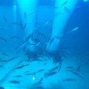 ยี่สิบธันวา