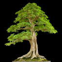 สมาชิกหมายเลข 3881552