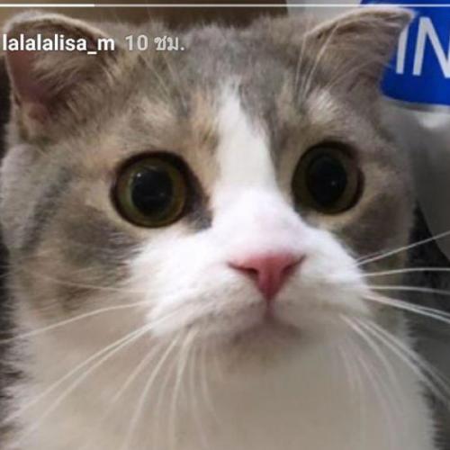 แมวเหมียวเห่าโฮ่ง