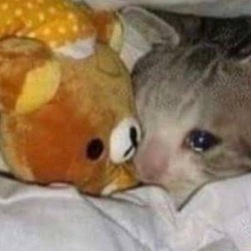 สมาชิกหมายเลข 5542341