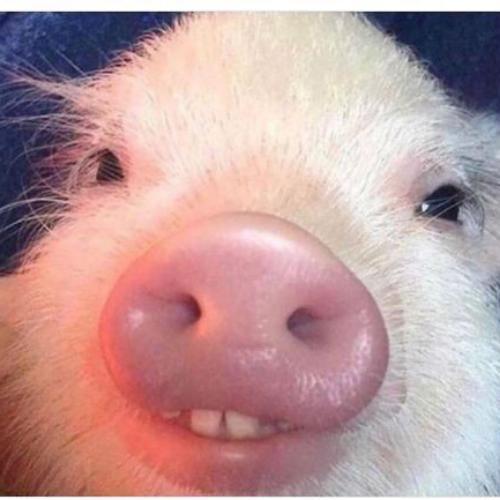 สมาชิกหมายเลข 7868340