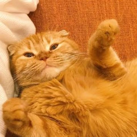 สมาชิกหมายเลข 6018045