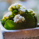 สมาชิกหมายเลข 4061455