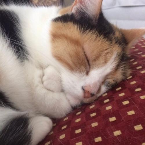 สมาชิกหมายเลข 5330989