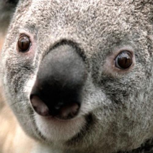 สมาชิกหมายเลข 5796174